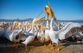 Pelícanos borregones regresan al lago de Chapala con la llegada del invierno