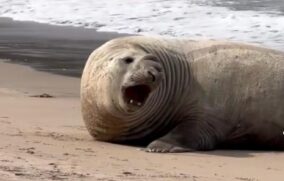 Elefante marino visto en Los Ayala ya es un viejo conocido de la zona