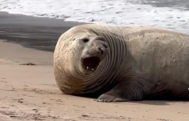 Elefante marino visto en Los Ayala ya es un viejo conocido de la zona