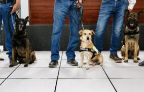 Jalisco suma cinco binomios caninos para detección del Gusano Barrenador