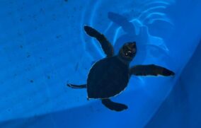 Tortuga marina rescatada se recupera en el Zoológico