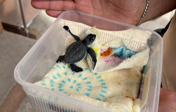 Rescatan en ZMG una cría de tortuga verde en peligro de extinción