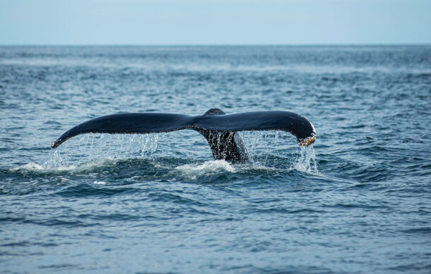Inicia temporada de avistamiento de ballena gris en Baja California Sur