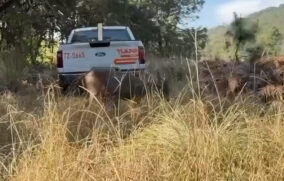 Rescatan a venada de cola blanca perseguida por perros; la reintegran al Bosque La Primavera