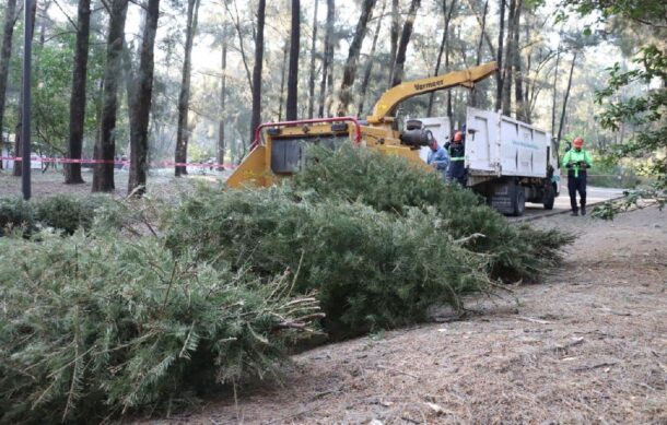 Guadalajara supera meta en acopio de arbolitos navideños
