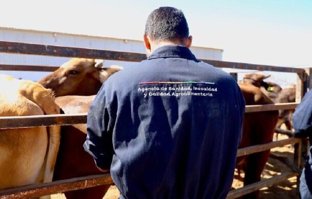 Reportan segundo caso de gusano barrenador en Jalisco