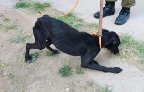 Rescatan a cinco perros en estado de desnutrición en departamento de Zapopan