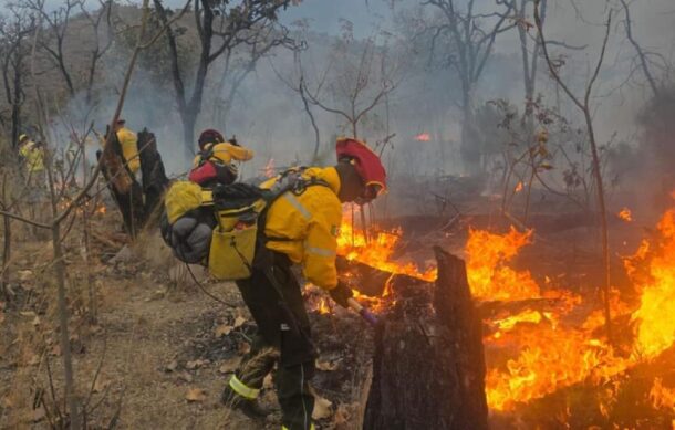 Incendio forestal en paraje Los Asadores habría sido provocado