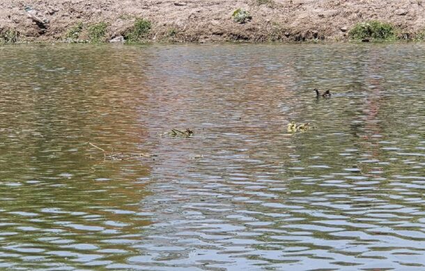 Alistan estudio de azolve en presa Las Pintas para definir saneamiento