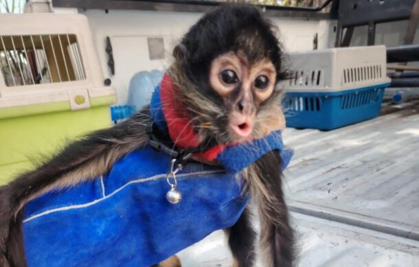 Rescatan mono araña en la colonia Morelos de Guadalajara