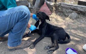 Se recupera “Bubu”, perro baleado en El Salto