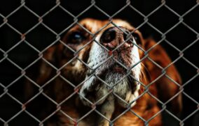 Ameca aprueba reglamento de bienestar animal y crea unidad de protección para la Fauna