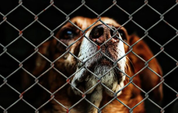 Más de 5 mil casos de maltrato animal atendidos en GDL durante la actual administración