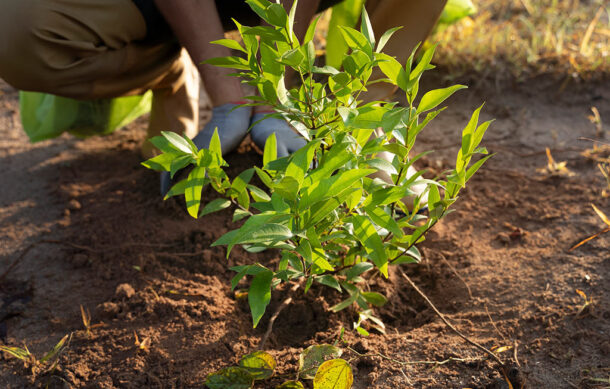 FIFA impulsará reforestación con un millón de árboles rumbo al Mundial 2026