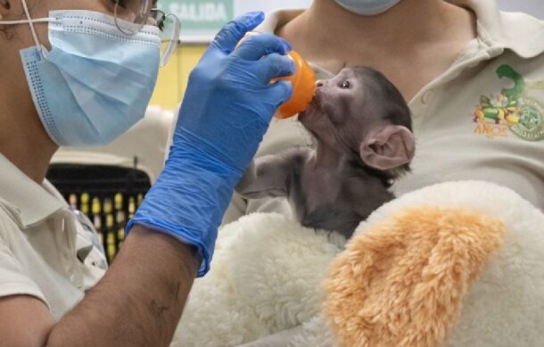 Yuji fue retirado de su madre para salvarlo: Zoológico Guadalajara