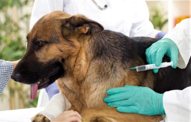 Refuerzan vacunación antirrábica y esterilización en Jalisco con módulos gratuitos