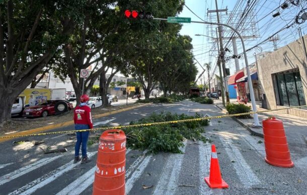 Reportan cierre de avenida Patria por poda de árboles
