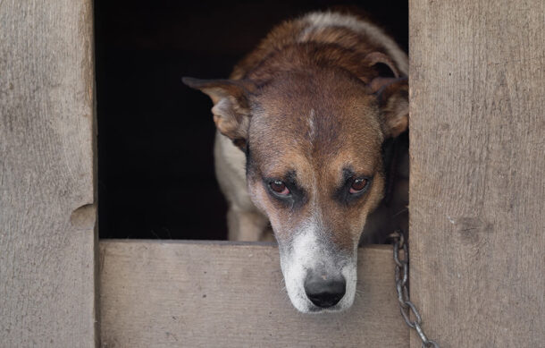 Guadalajara atenderá en 24 horas reportes de maltrato animal tras acuerdo con Fiscalía