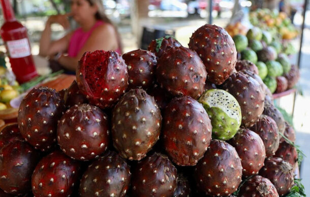 Arrancó la temporada de pitayas en el Centro de Guadalajara