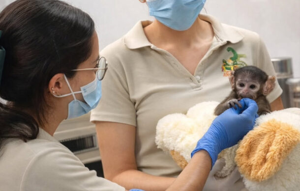 Yuji, el “Punch mexicano”, sigue creciendo bajo cuidado en Zoológico Guadalajara