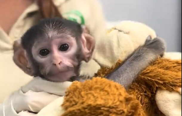 Yuji, cría de mono patas, es atendido con crianza asistida en Zoológico Guadalajara