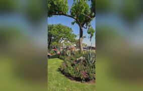 Confirman proyecto de paisajismo en Calzada Lázaro Cárdenas