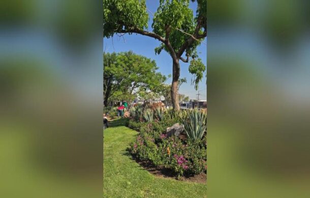 Confirman proyecto de paisajismo en Calzada Lázaro Cárdenas