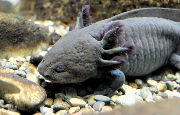 Alertan por riesgo de extinción del ajolote en Xochimilco