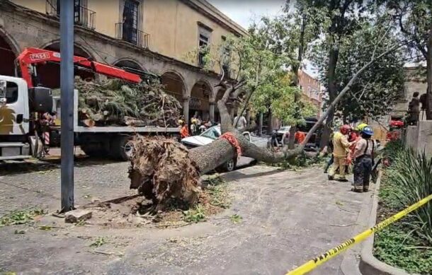 Guadalajara ha retirado 340 árboles previo al temporal de lluvias 2026