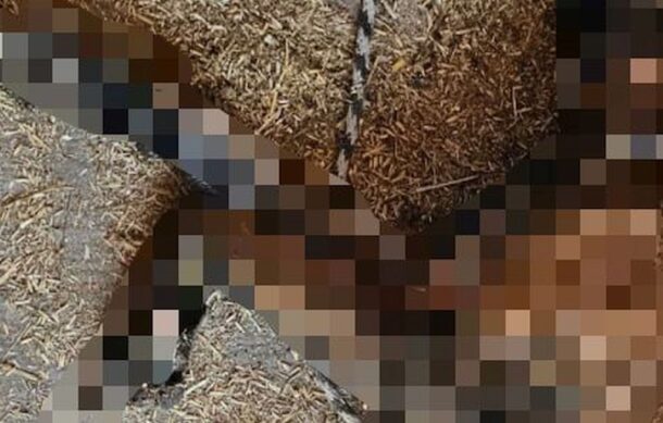 Denuncian crueldad animal en Zacoalco de Torres