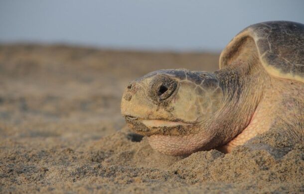 Arriban más de 11 mil tortugas golfinas a Playa Escobilla, Oaxaca