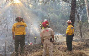 Controlan incendio forestal en la zona de Colomos II