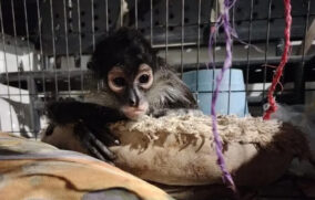 Resguardan mono araña en Guadalajara tras entrega voluntaria