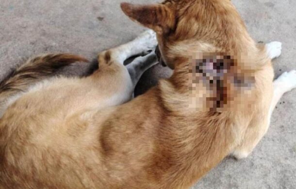 Reporta Jalisco 30 casos de gusano barrenador en perros