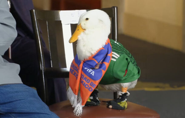 El pato Merlín, que se hizo viral en el marco del Mundial de futbol, visitó la Mañanera