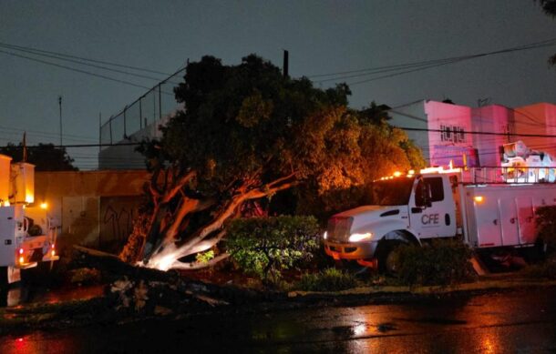 Lluvias provocan caída de árboles y un socavón en la ZMG