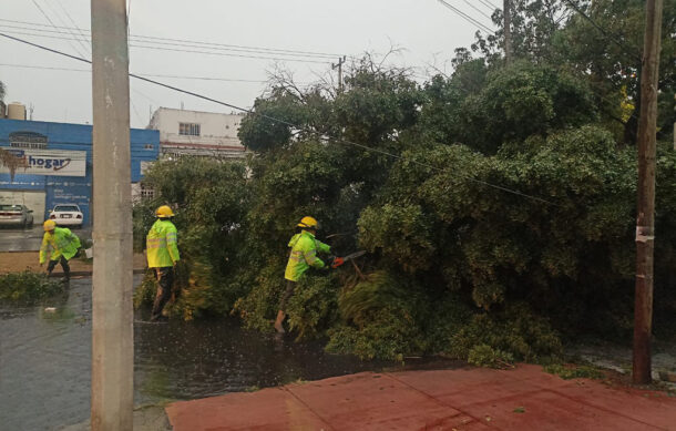 Lluvia y fuertes vientos provocan caída de árboles e inundaciones en la ZMG