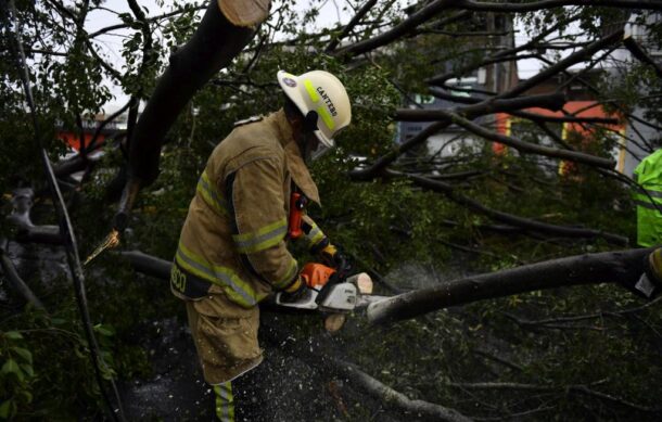 Tormenta derriba 32 árboles en Guadalajara