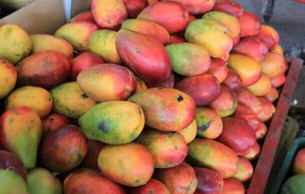 Afecta el cambio climático la producción de mango en México