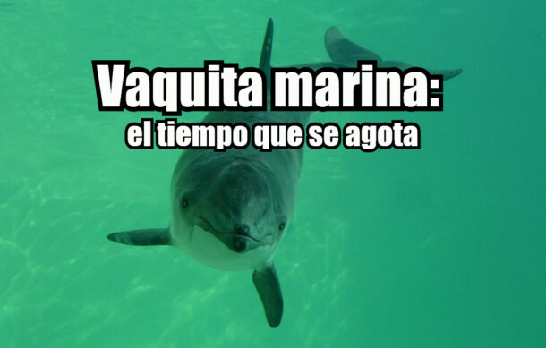 Vaquita marina: el tiempo que se agota