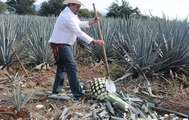 CRT apuesta por diversificar mercados pese al crecimiento de las exportaciones de tequila