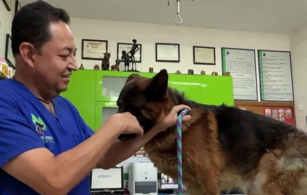Jalisco registra 35 casos de gusano barrenador en mascotas