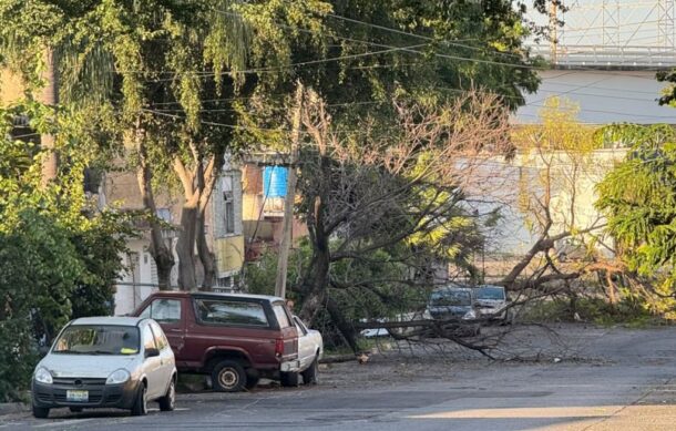 Suman 88 árboles caídos tras tormenta en la Zona Metropolitana