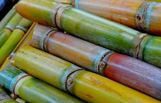 Hongo fusarium golpea producción de caña en Veracruz