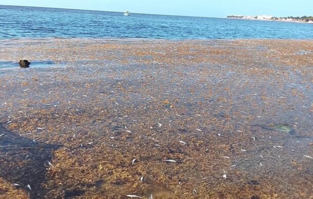 Investigan mortandad de peces en Puerto Morelos