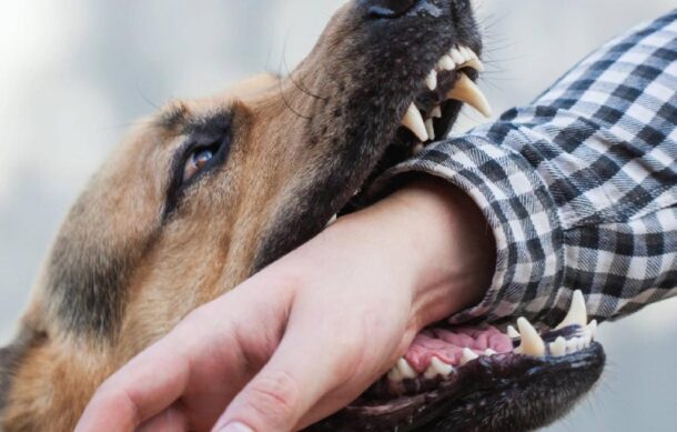Jalisco conserva certificación por eliminar transmisión de rabia de perros a humanos